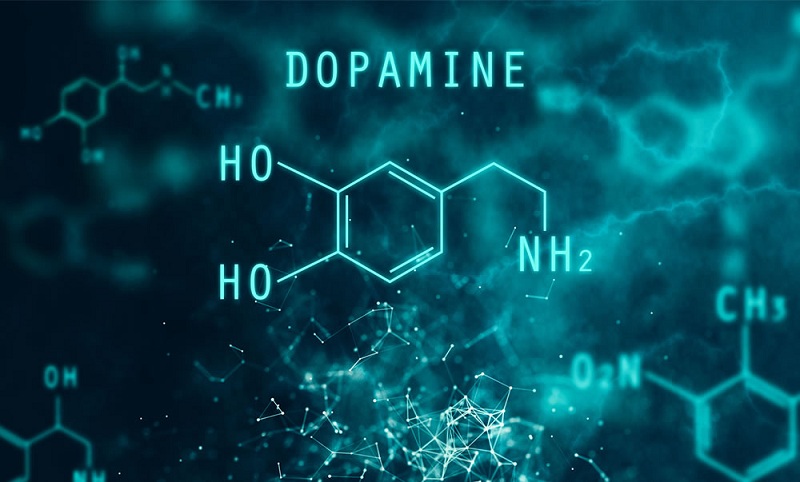 Lượng Dopamine ở người già thường có xu hướng giảm. 